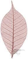 SKELETON LEAF x 10 - 1 inch