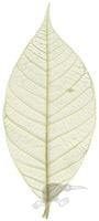 SKELETON LEAF x 10 - 1 inch