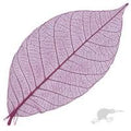 SKELETON LEAF x 10 - 1 inch